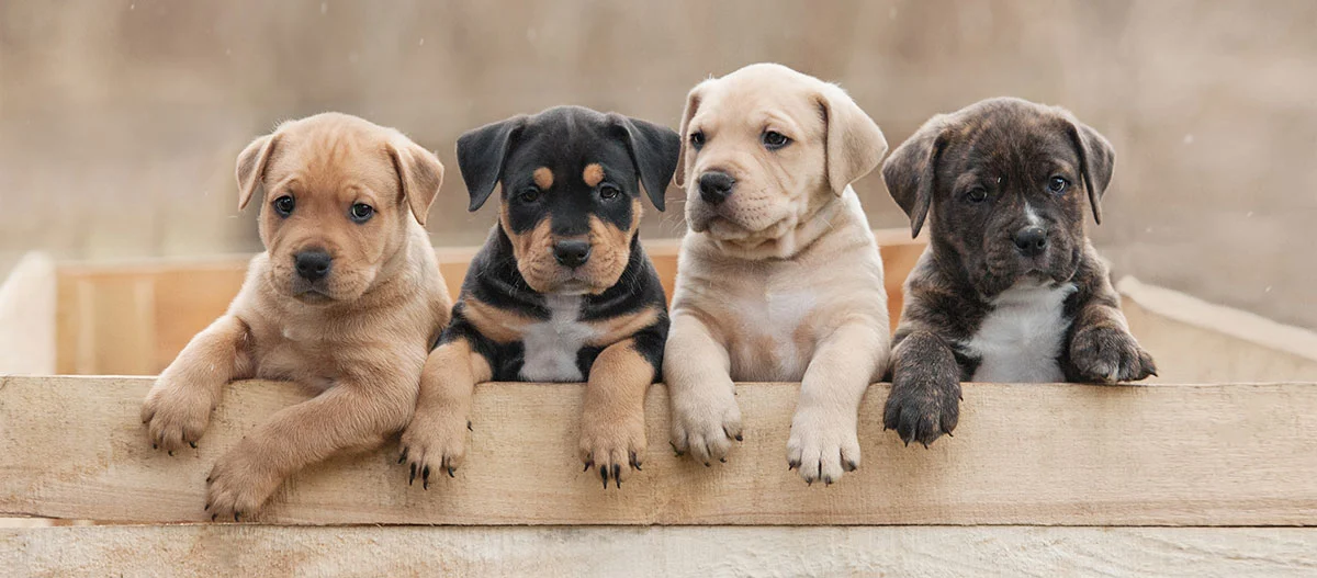 Quatre adorables chiots de différentes couleurs de pelage appuyés sur une caisse en bois, image mignonne d'animaux de compagnie