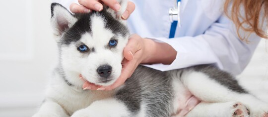 Chiot Husky sibérien aux yeux bleus examiné doucement par un vétérinaire