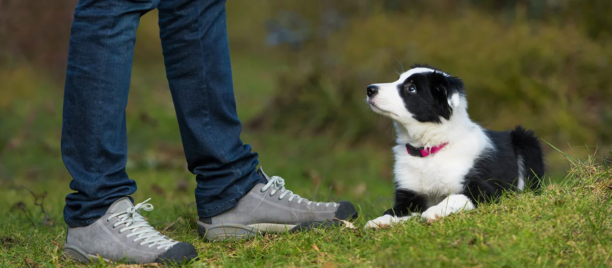Border Collie Welpe liegt auf dem Gras und schaut aufmerksam auf eine Person mit Jeans und grauen Schuhen im Freien