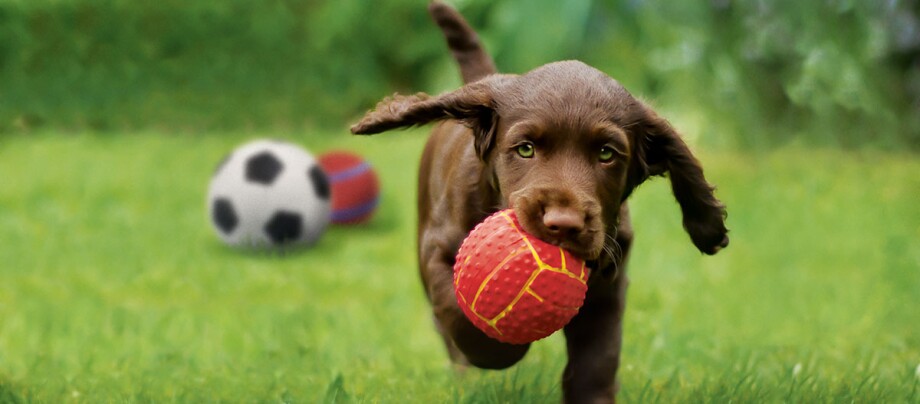 Ein Welpe rennt über eine Wiese mit einem Ball im Maul