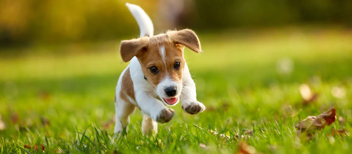 Żywy szczeniak Jack Russell Terrier biegnący radośnie po zielonej trawie na zewnątrz