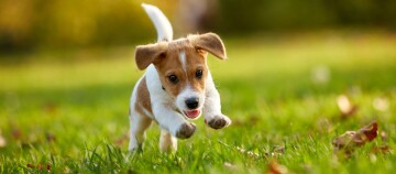 Chiot Jack Russell Terrier énergique courant joyeusement sur l'herbe verte en plein air
