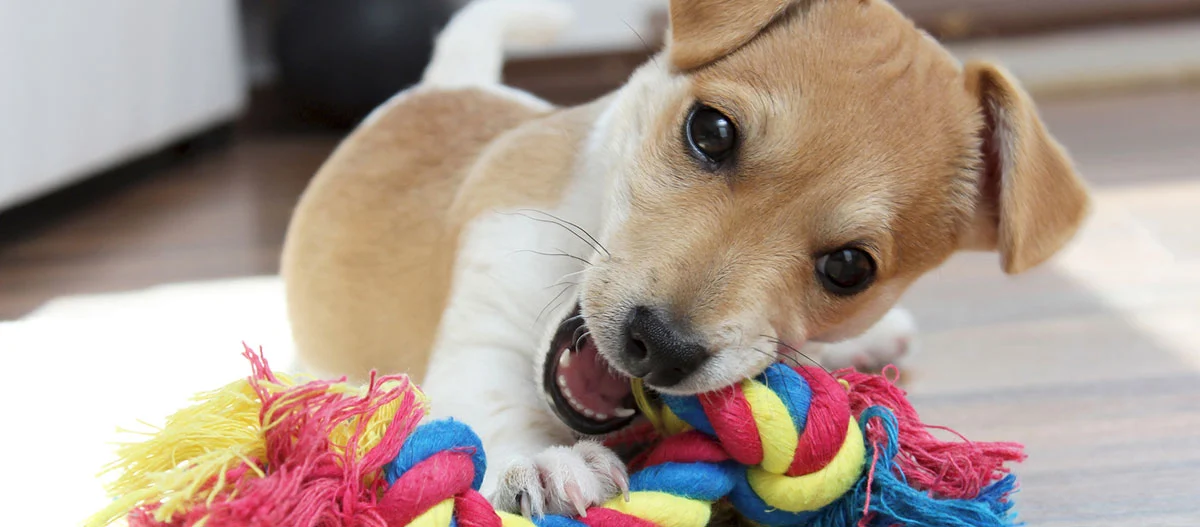 Adorable chiot jouant avec une corde colorée sur un sol en bois à l'intérieur