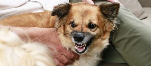 Aggressiver braun-weißer Hund zeigt Zähne, während er von einer Person gehalten wird, Innenaufnahme