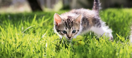 Neugieriges Kätzchen erkundet grünes Gras und entdeckt ein vierblättriges Kleeblatt im Sonnenschein