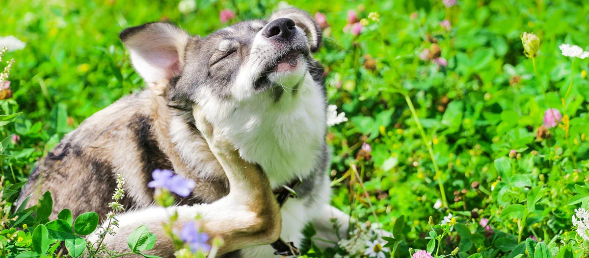 Hund kratzt sich glücklich am Hals in einer blühenden grünen Wiese mit Wildblumen