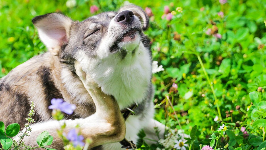 Om te mediteren Bewolkt Piepen Allergie bij honden: symptomen en behandeling | MAXI ZOO