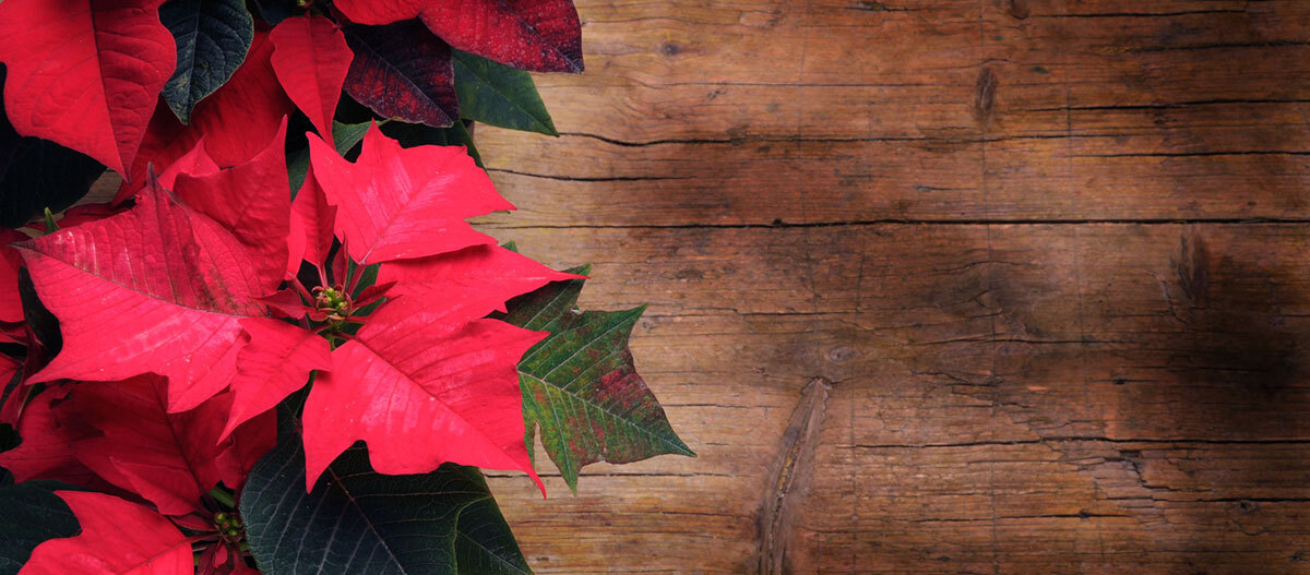 Ratgerber-Hund-Weihnachtsstern_1200x527 Weihnachtsstern.