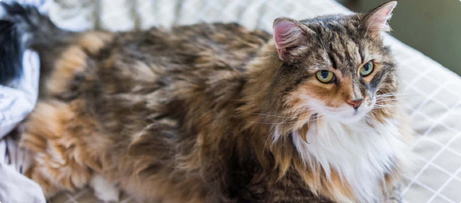 Flauschige Langhaarkatze mit grünen Augen liegt entspannt auf kariertem Stoff