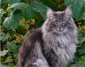 Langhaarige graue Katze mit grünen Augen sitzt im Garten vor grünen Pflanzen
