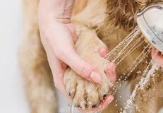 mc_A008 Nahaufnahme einer Person, die die Pfote eines Hundes mit Wasser aus einer Metallschale wäscht