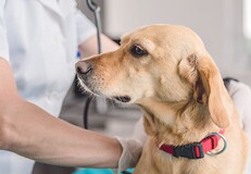 mc_A009 Tierarzt untersucht Golden Retriever Hund mit Stethoskop in moderner Tierklinik