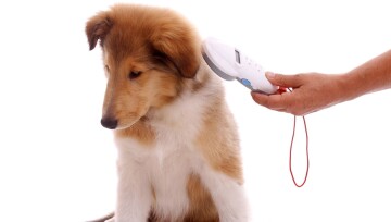 Einem Collie Junghund wird der Chip am Nacken ausgelesen mit einem Chiplesegerät Junger Hund wird mit einem Mikrochip-Scanner zur Identifikation gescannt, Nahaufnahme