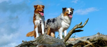 Deux chiens Berger Australien debout sur un tronc d'arbre sous un ciel bleu