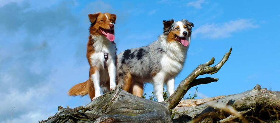 Dwa psy rasy owczarek australijski stojące na pniu drzewa