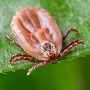 Close-up van een met bloed gevulde teek op een groen blad
