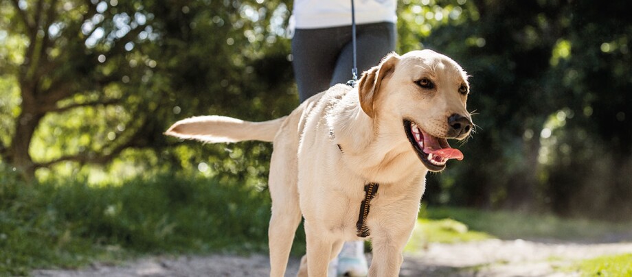 Labrador Hund läuft vor Jogger beim Spaziergang oder Canicross draußen