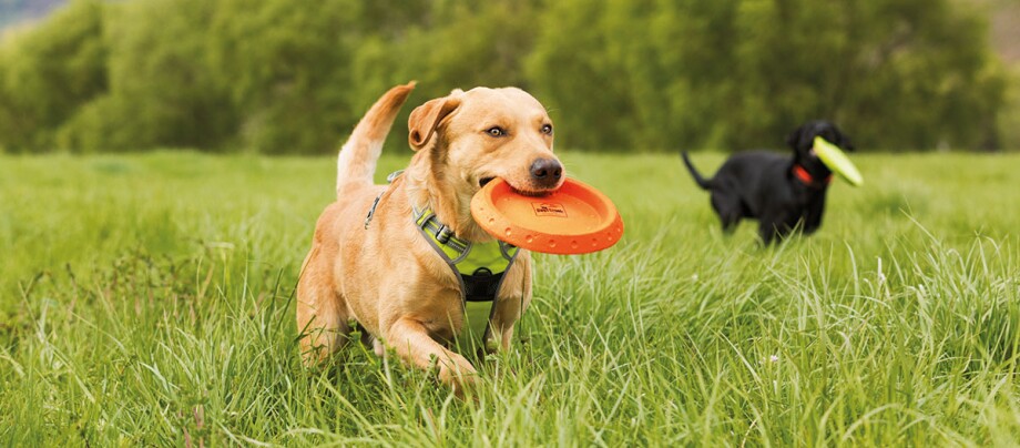 Zwei Hunde laufen mit Frisbees im Maul durch das hohe Gras
