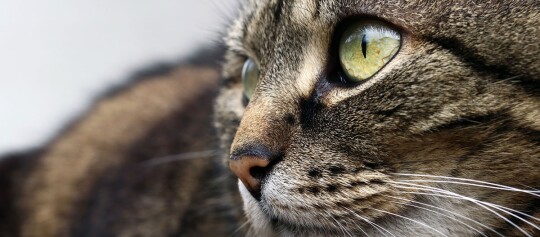 Close-up van het gezicht van een gestreepte kat met groene ogen en lange witte snorharen