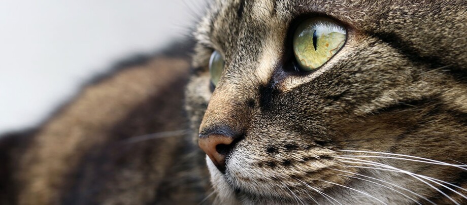 Nahaufnahme einer getigerten Katze mit gelben Augen