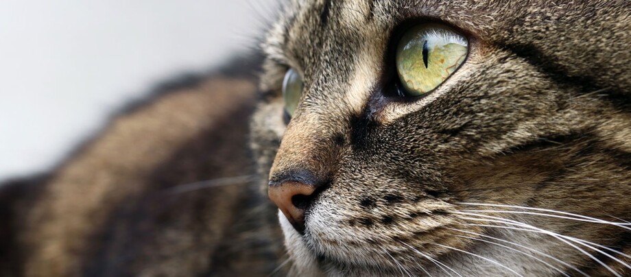 Onderdompeling Fabriek Opblazen Kattenogen en ziektes: informatie en advies | MAXI ZOO