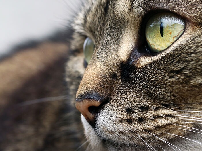 Wie sie sehen, ob sie gesund sind – das verraten die Augen Deiner Katze