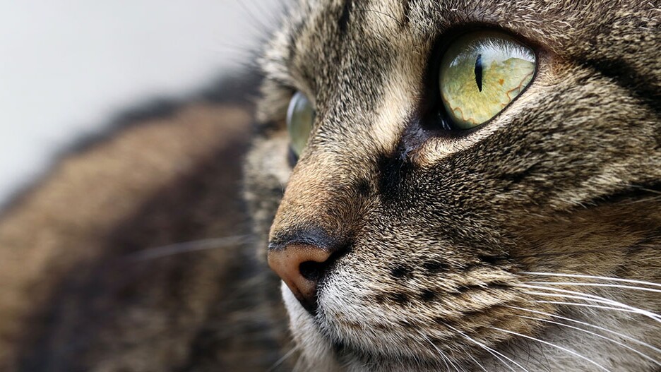 What Eye Diseases Are Affecting Your Cat's Eyes?