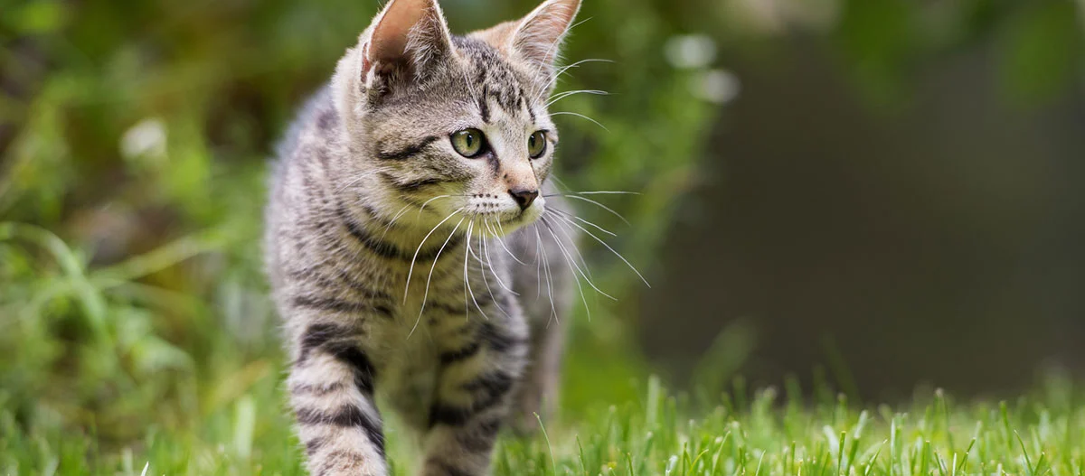 Young tabby kitten walking attentively on green grass in a garden