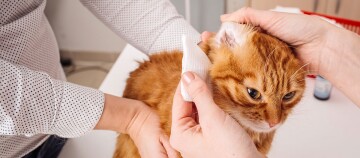 Rode kat krijgt oorbehandeling van dierenarts met gaasje, zachte medische verzorging
