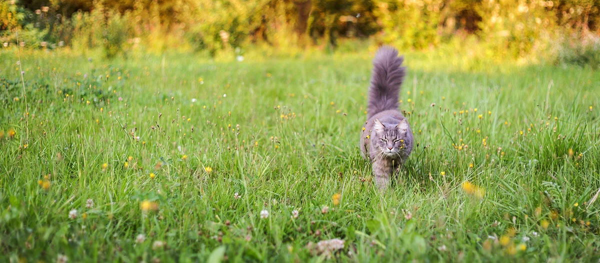 Flauschige graue Katze läuft durch eine grüne Wiese mit gelben und weißen Wildblumen bei natürlichem Sonnenlicht.