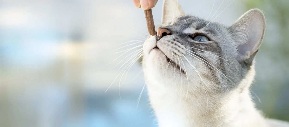 Gros plan d'un chat gris et blanc aux yeux bleus reniflant une friandise tenue par une main humaine.