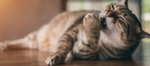Nahaufnahme einer getigerten Katze, die entspannt auf einem Holzboden liegend ihre Pfote leckt