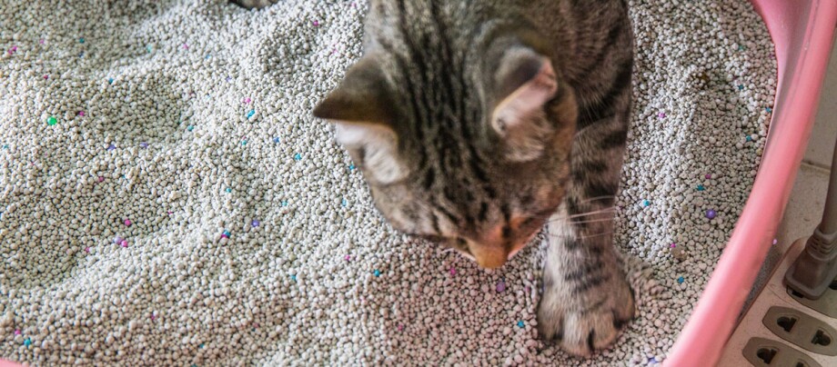 Katzen für Allergiker: Mit Katzen leben | FRESSNAPF