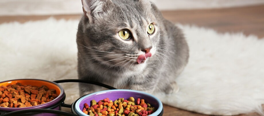 Kot siada przed miskami z jedzeniem i oblizuje pyszczek