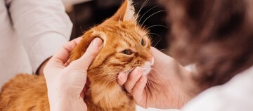Nahaufnahme einer Person, die sanft den Kopf einer orangefarbenen Hauskatze hält, entspannte Katze mit halb geschlossenen Augen.