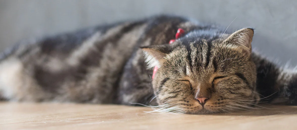 Schlafende getigerte Katze mit rotem Halsband auf Holzboden Nahaufnahme