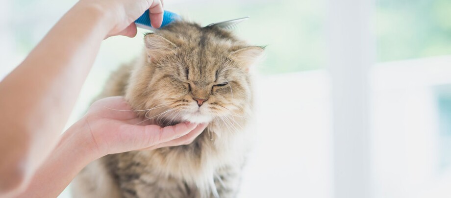 Un chat à poils longs est peigné avec une brosse