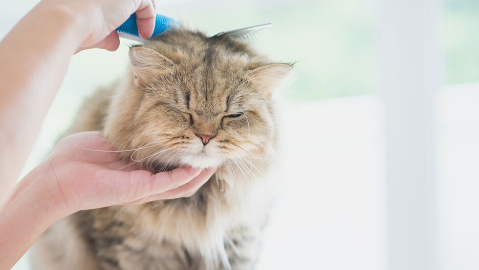 Comment prendre soin de l'hygiène de votre chat