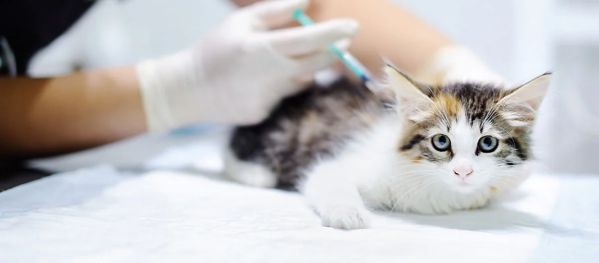 Petit chaton recevant une injection chez le vétérinaire sur une table d'examen blanche