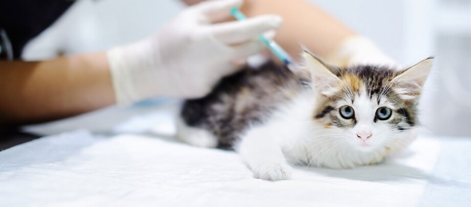Eine Katze wird vom Tierarzt geimpft.