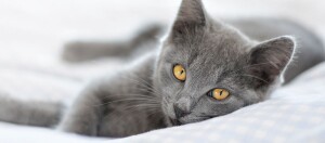 Nahaufnahme einer grauen Katze mit bernsteinfarbenen Augen, die entspannt auf einem weichen Bett liegt
