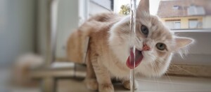 Niedliche hellbraune und weiße Katze, die Wasser direkt aus dem laufenden Wasserhahn in der Küche trinkt