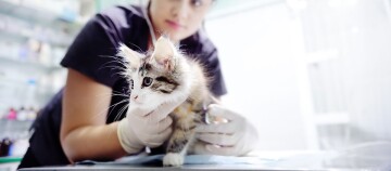 Dierenarts onderzoekt schattige kitten met stethoscoop in moderne dierenkliniek