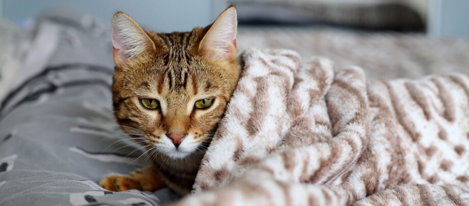 Katze Durchfall Fell Reinigen