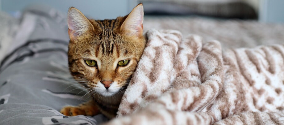Eine Katze liegt krank unter einer Decke