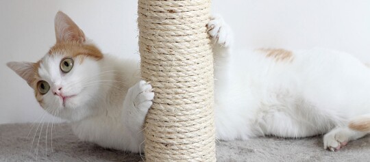 Wit-oranje kat liggend op grijs tapijt die een krabpaal van sisal vasthoudt