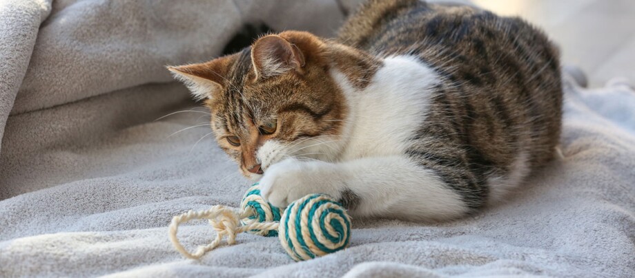 Kot leży na kocu i bawi się kocimi zabawkami