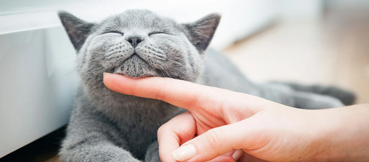 Zufriedene graue Katze, die sich unter dem Kinn von einer menschlichen Hand streicheln lässt, entspannt auf dem Holzboden liegend