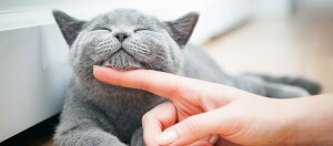 Tevreden grijze kat met gesloten ogen die zachtjes onder de kin wordt gekrabd door een menselijke hand, ontspannen liggend op een houten vloer