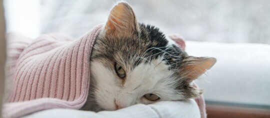 Gemütliche Katze liegt entspannt unter einer rosa gestrickten Decke am Fenster mit verschneiter Landschaft